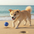 Un chiot Shiba Inu beige s'amusant sur une plage de sable fin avec une petite balle bleue à picots blancs, face à une mer calme.