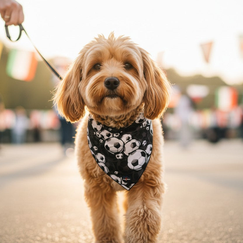 Petit chien au pelage fauve portant un bandana noir LONG PAWS décoré de ballons de football lors d’une promenade en extérieur.