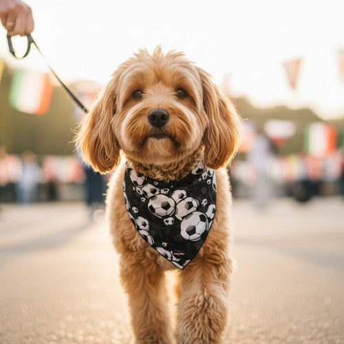 Petit chien au pelage fauve portant un bandana noir LONG PAWS décoré de ballons de football lors d’une promenade en extérieur.