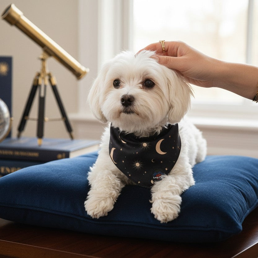 Petit chien blanc portant un bandana noir à motifs célestes dorés représentant des lunes, des soleils et des étoiles.