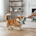 Un chien de race Corgi tire fermement sur une extrémité de la corde tressée blanche, grise et turquoise, tandis qu'une femme assise au sol tient l'autre bout. Le chien est solidement ancré sur ses pattes sur un parquet en chevrons, la queue dressée et touffue. La scène se déroule à l'intérieur d'un salon lumineux et décoré avec goût, comprenant un grand tapis clair, une étagère en bois et en métal en arrière-plan, ainsi qu'une cheminée décorative.