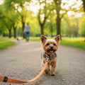 Un Yorkshire Terrier au pelage marron et noir marche joyeusement vers l'avant, la gueule ouverte et la langue légèrement sortie. Il avance sur un chemin en gravier au centre d'un parc verdoyant. Le chien porte un collier orange assorti à une laisse orange texturée. L'arrière-plan, baigné par une lumière de fin de journée à travers les arbres, montre une silhouette floutée qui marche au loin sur le même sentier.