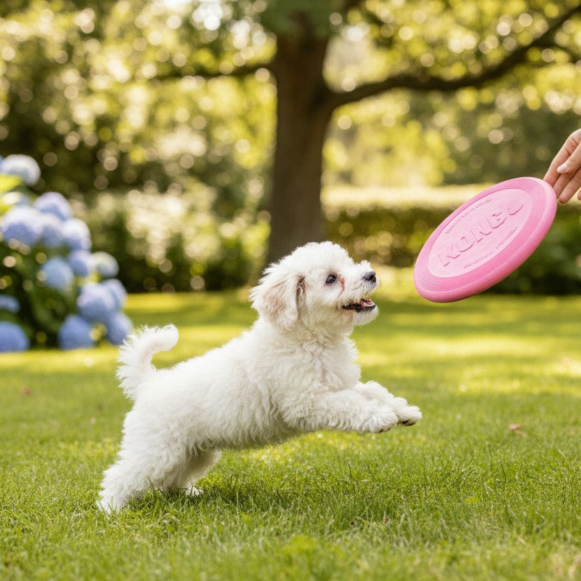 Petit chien blanc jouant dans un jardin avec un frisbee KONG Flyer Puppy rose.