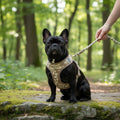 Bouledogue francais noir portant harnais Trufois Chai beige fleurs brodees en foret - harnais petit chien avec poche AirTag