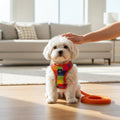 Un petit bichon maltais, est assis sur un parquet en bois clair dans un salon lumineux. Il porte un harnais coloré à motifs de carreaux orange, roses et verts, relié à une laisse orange posée au sol. Une main humaine caresse doucement le dessus de sa tête. En arrière-plan, un canapé beige avec des coussins clairs est visible dans un décor moderne et épuré.