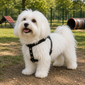 Petit chien blanc portant un harnais noir MARTIN SELLIER à motifs pattes en strass, dans un parc canin.