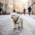 Petit chien blanc bichon portant harnais TRUFOIS polaire sherpa marron camel en balade hiver sur pavés enneigés - harnais chaud taille S