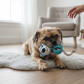 Un petit chien marron et noir à poil dru, ressemblant à un Petit Brabançon ou un Carlin croisé, est couché sur un tapis blanc en fausse fourrure. L'animal tient fermement dans sa gueule le jouet bleu en forme de tête d'ours équipé d'un anneau à picots et d'une corde tressée. Sur la droite, les mains d'une personne s'approchent doucement pour interagir avec lui, dans un salon lumineux équipé d'un fauteuil beige en arrière-plan.