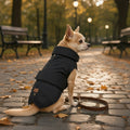 Petit chien beige portant un imperméable noir Croci Montréal, assis sur un chemin pavé d'un parc en automne, laisse en cuir marron posée à côté