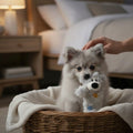 Un petit chiot Spitz Allemand gris clair est assis dans un panier en osier doublé d'une couverture en polaire blanche. Il tient dans sa gueule la peluche ours gris KONG Wild Knots Bear, tandis qu'une main humaine caresse doucement sa tête. L'arrière-plan tamisé montre une chambre avec un lit aux draps blancs et une table de chevet en bois éclairée par une lampe.