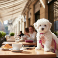 Petit chiot blanc frisé portant un collier et une laisse roses, assis sur une table de café en terrasse à côté d'un cappuccino et d'un croissant.