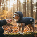 Petit chien portant un manteau matelassé bleu marine à capuche lors d'une promenade en forêt en automne