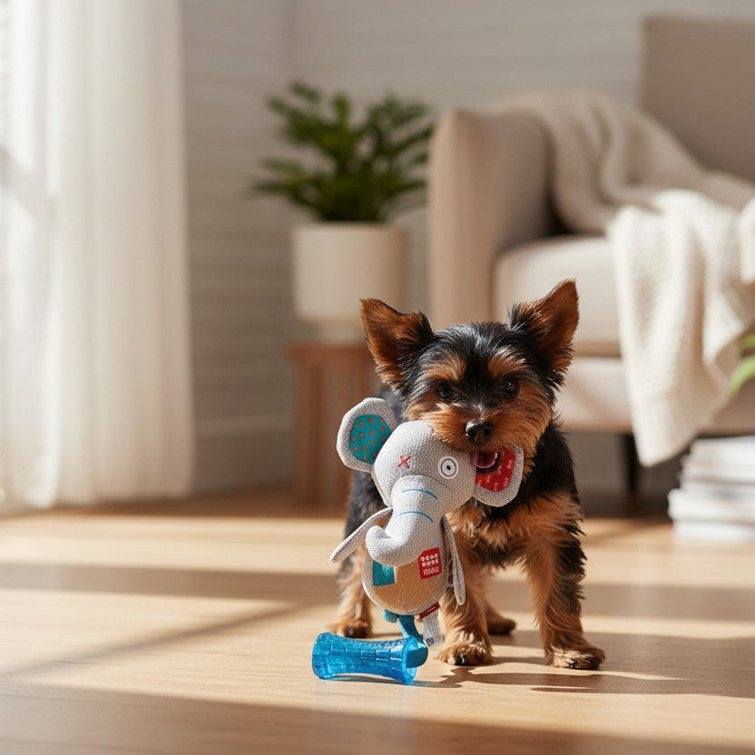 Un petit chien de race Yorkshire Terrier se tient debout sur un parquet en bois clair, tenant fermement dans sa gueule le jouet éléphant en tissu gris GiGwi. Le bâton en plastique bleu transparent relié par des cordes repose au sol. La scène se déroule à l'intérieur d'un salon lumineux et épuré avec un fauteuil beige, un plaid blanc et des plantes en arrière-plan.