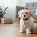 Petit chien blanc portant un tube porte-adresse métallique argenté fixé à son collier à l’intérieur d’une maison.